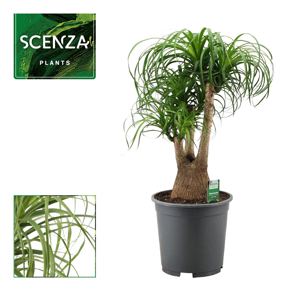 Beaucarnea vertakt 27 cm.