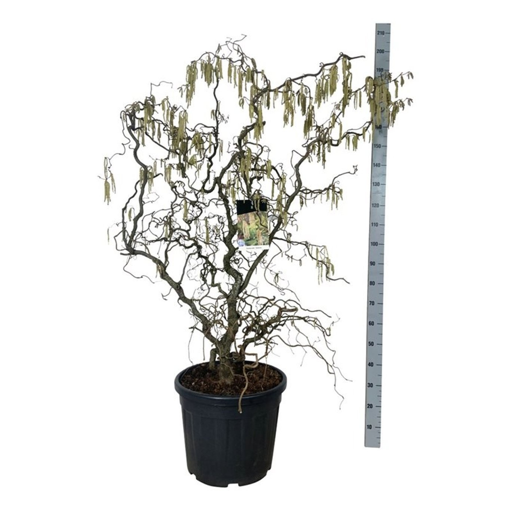 Corylus a. 'Contorta'.