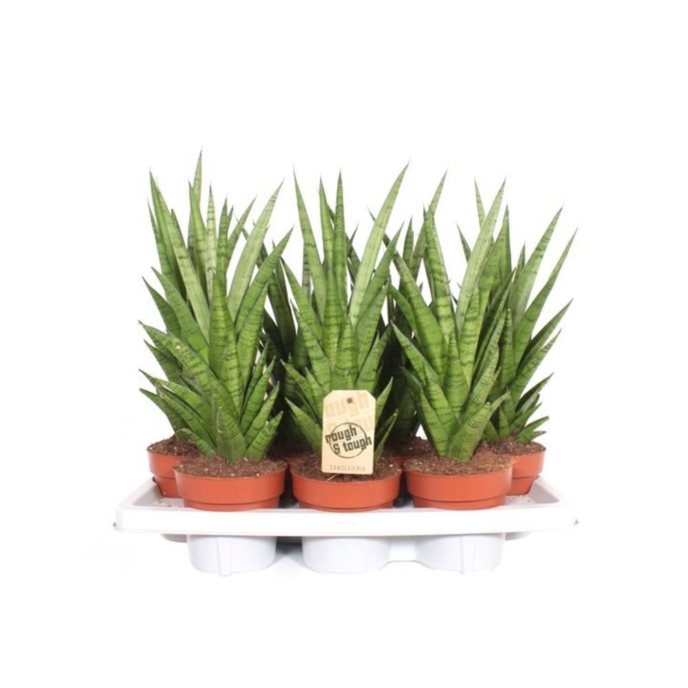 Sansevieria Tough Lady.