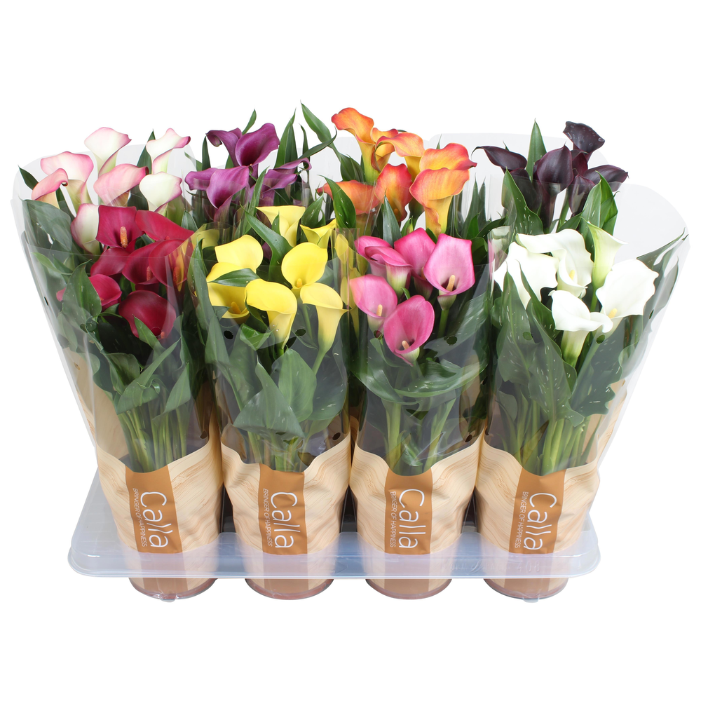 Zantedeschia gemengd Calla mix in bedrukte hoes.