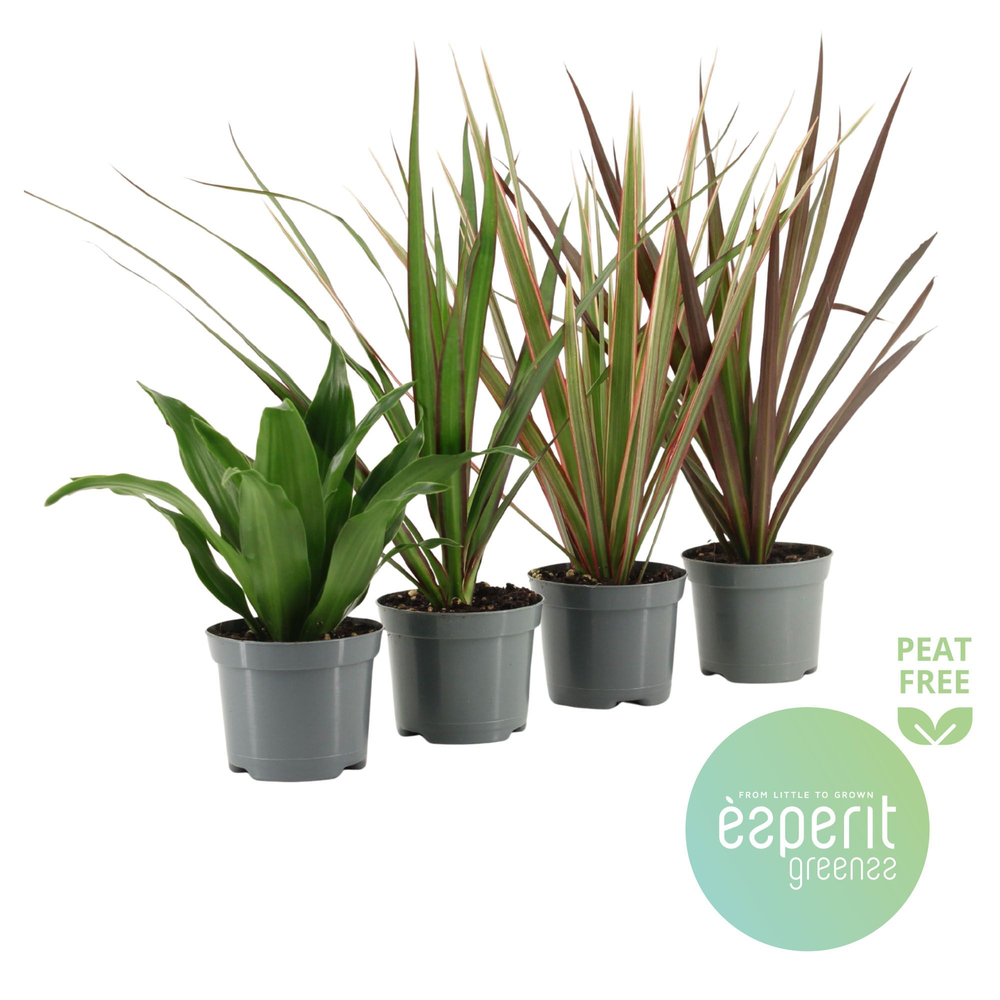 Dracaena Mix 3-4 srt..