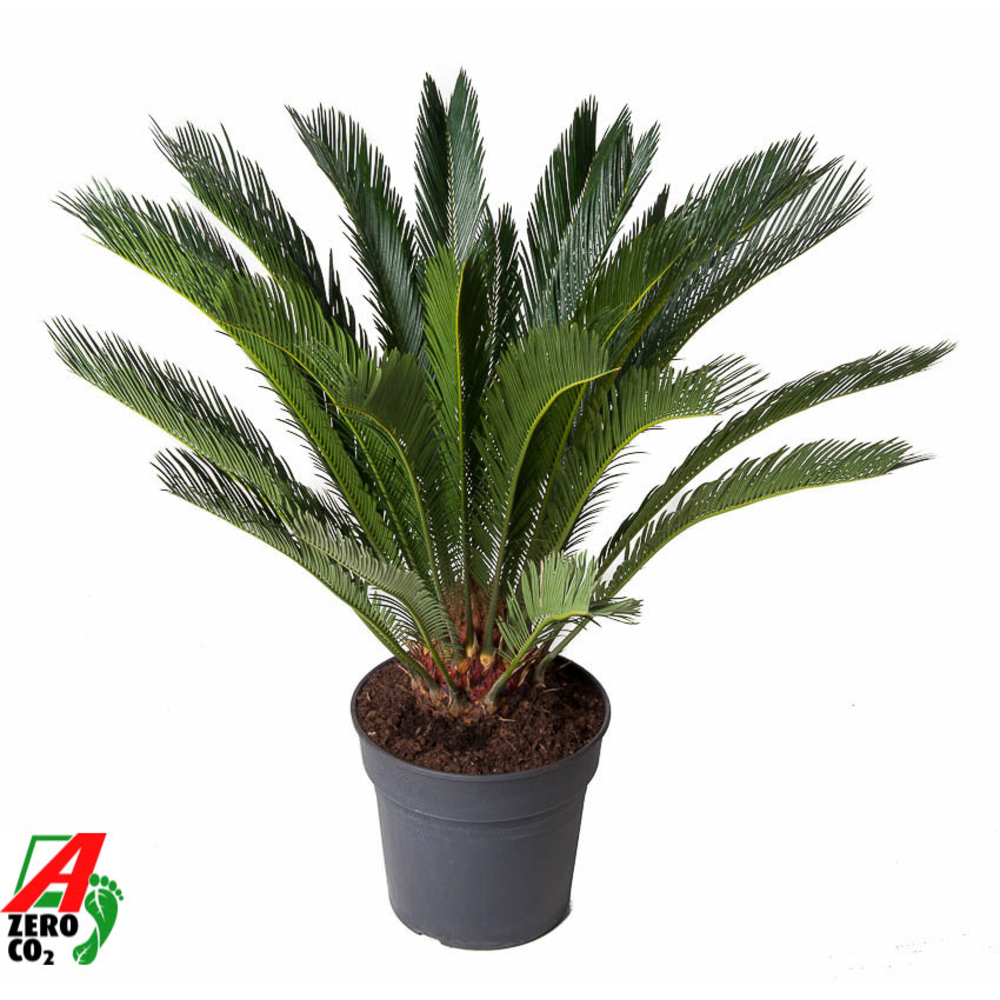 Cycas Revoluta P30.