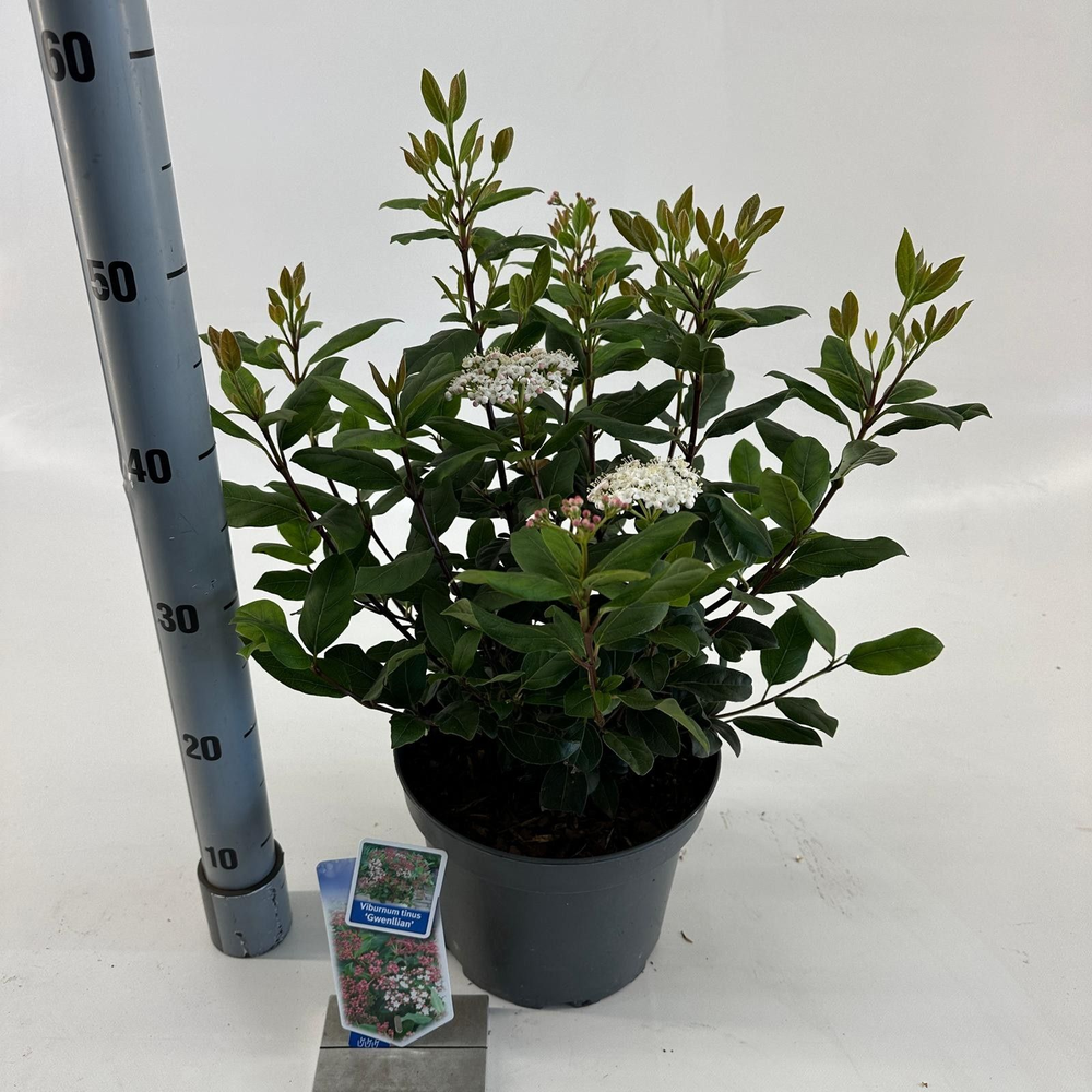 Viburnum tinus ‘Gwenllian’.