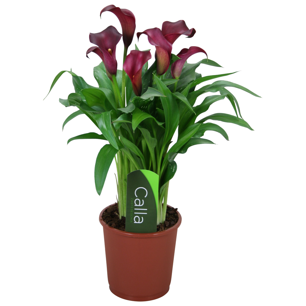 Zantedeschia Allure Calla rood met etiket.