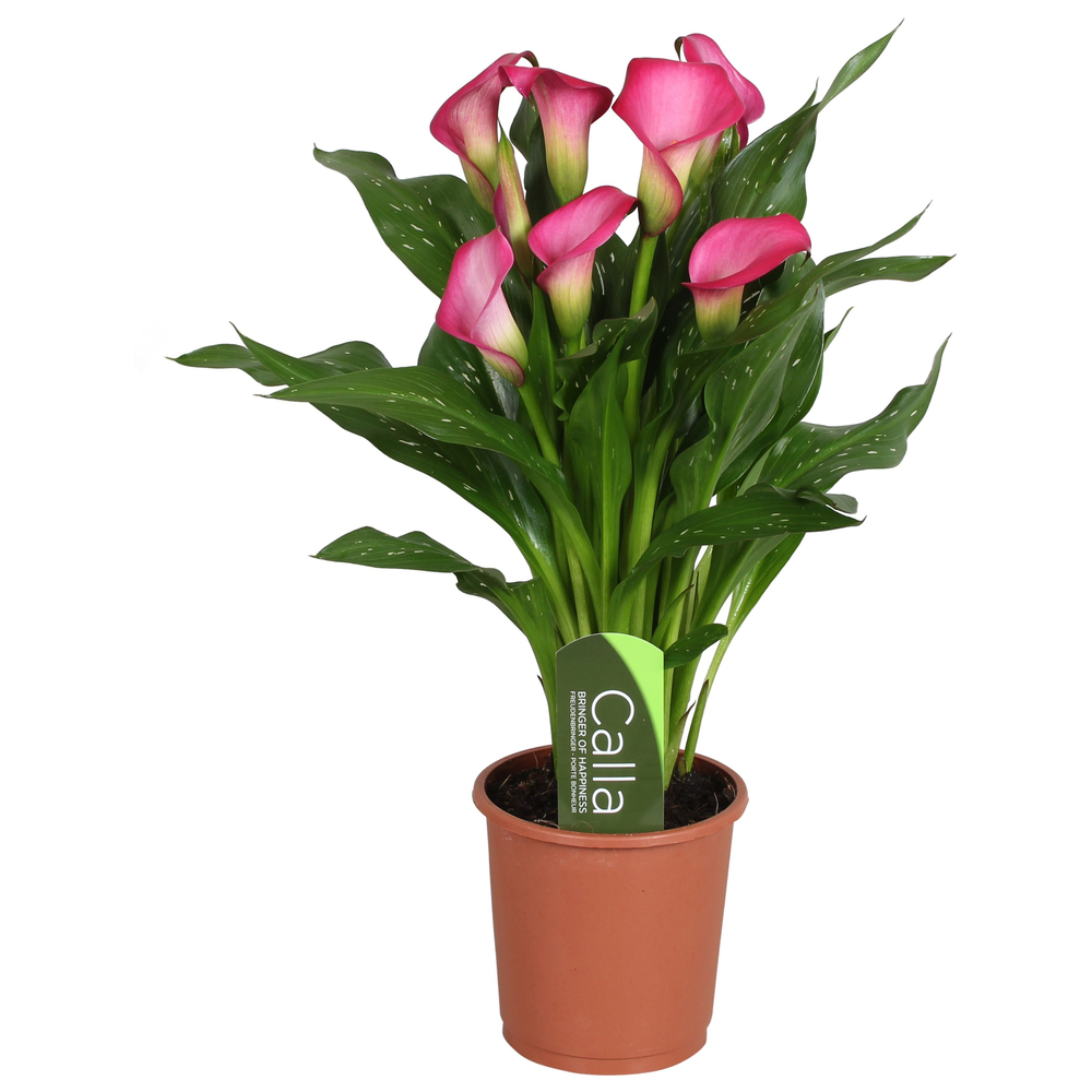 Zantedeschia Zazu Calla roze met etiket.