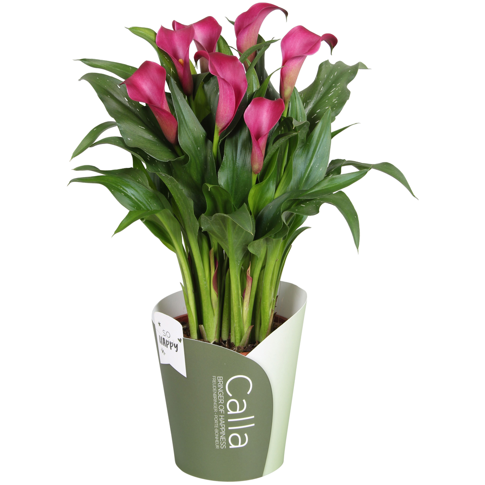 Zantedeschia Allure SoHappyCalla rood met groene p.