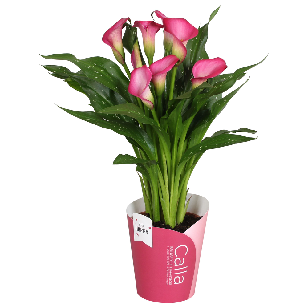 Zantedeschia Zazu SoHappyCalla roze met roze potco.