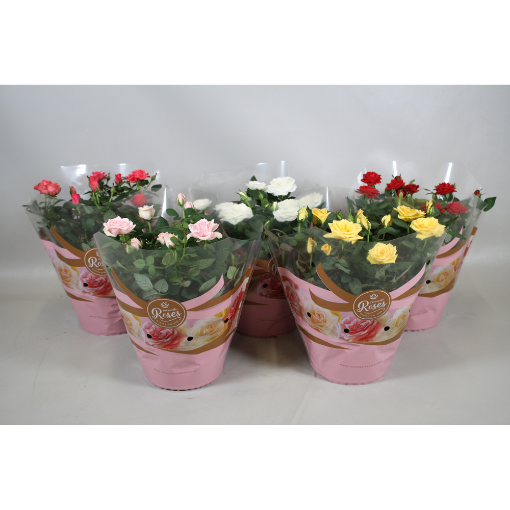 Rosa Favourite Roses mixdoos schaal +seizoenshoes.