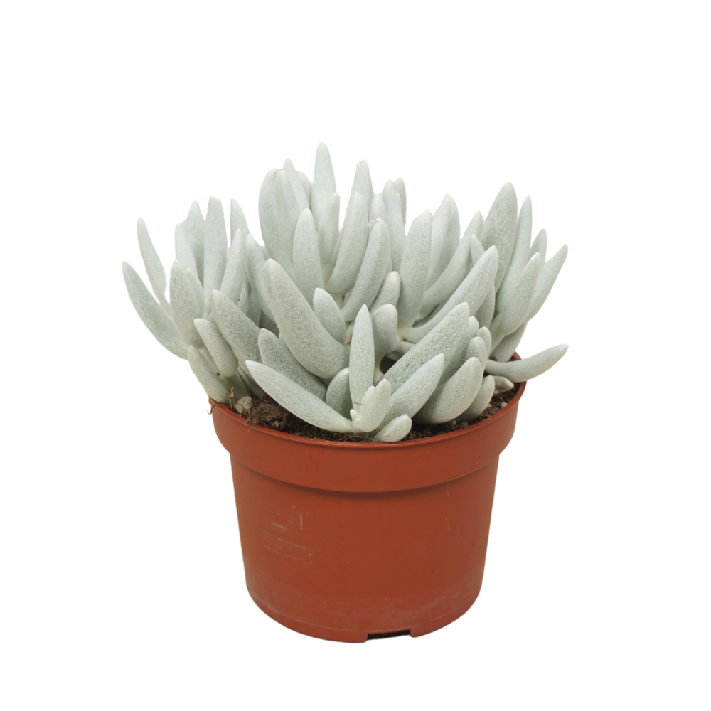 Senecio mont blanc 10,5 cm.