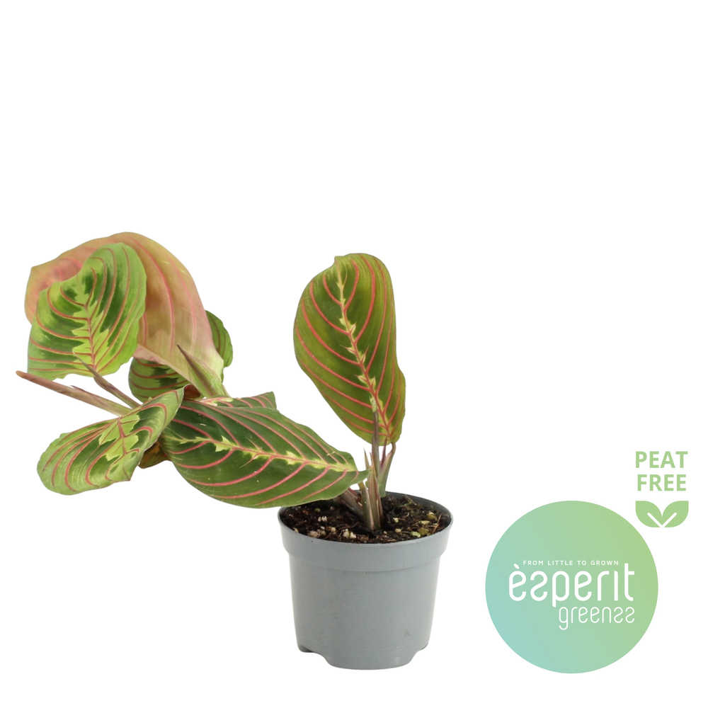 Maranta leuconeura Fascinator.