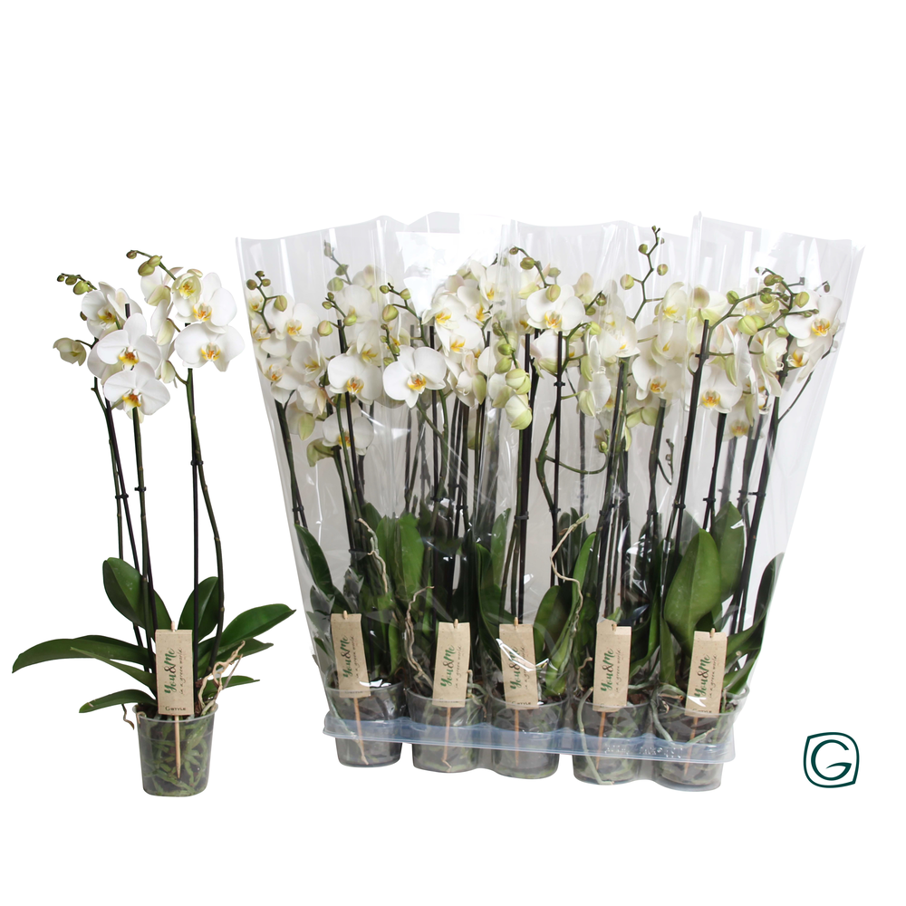 Phalae. 3 tk white 18+ fl..