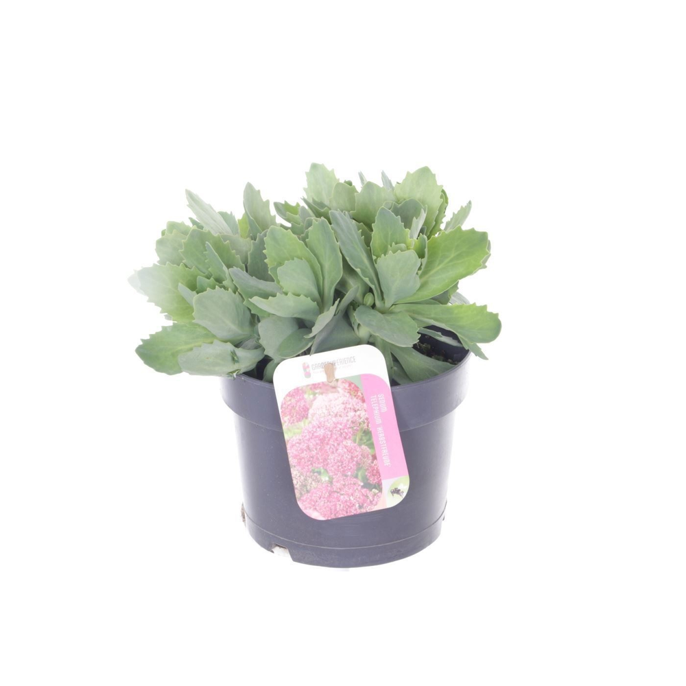 Sedum Herbstfreude.