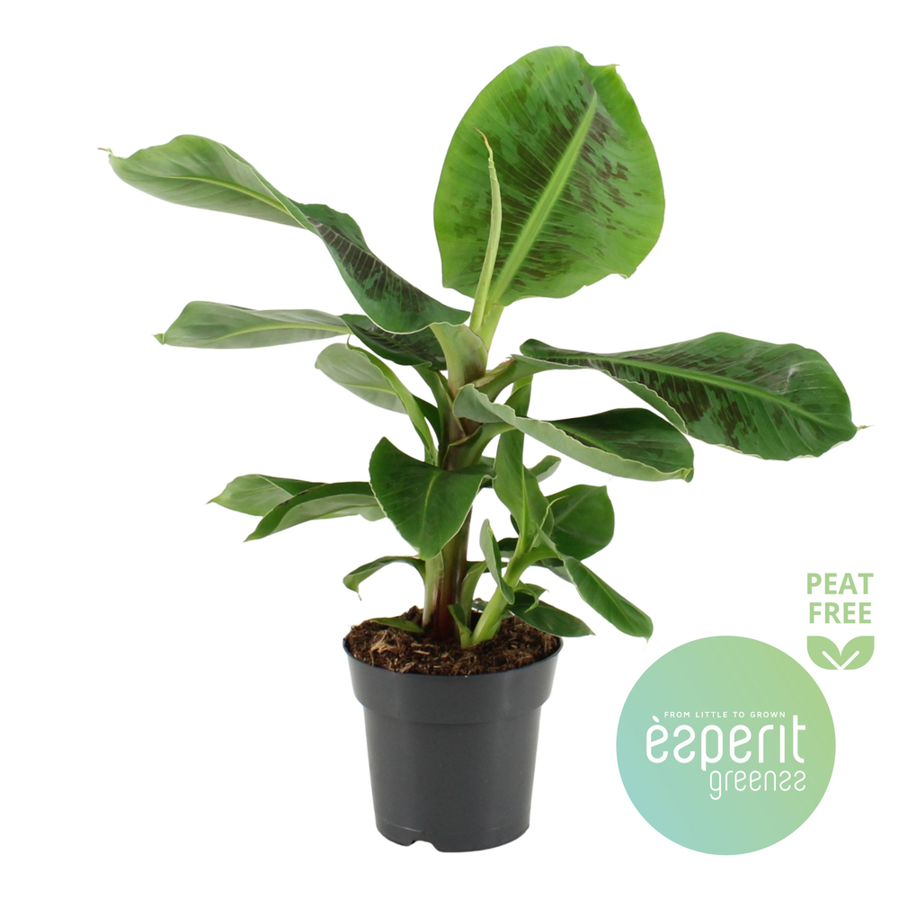 Musa Oriental Dwarf.