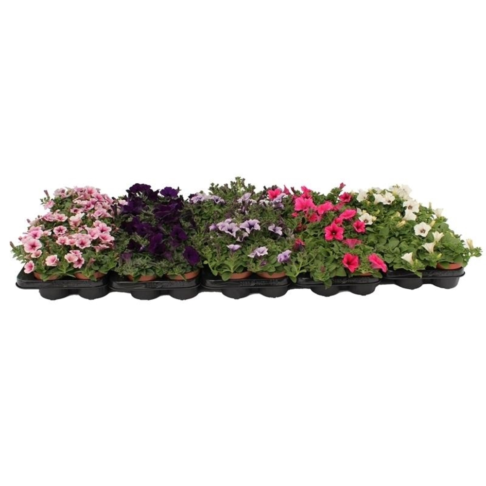 Petunia Mix Layer.