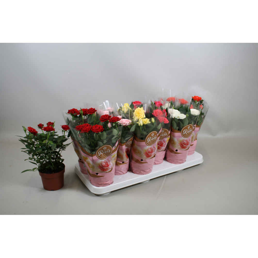 Rosa Favourite Roses gemengd in tray.
