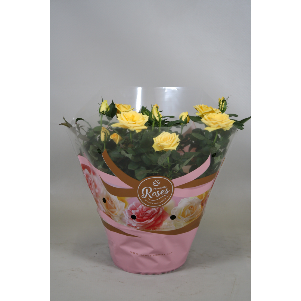 Rosa Favourite Roses yellow schaal +seizoenshoes.