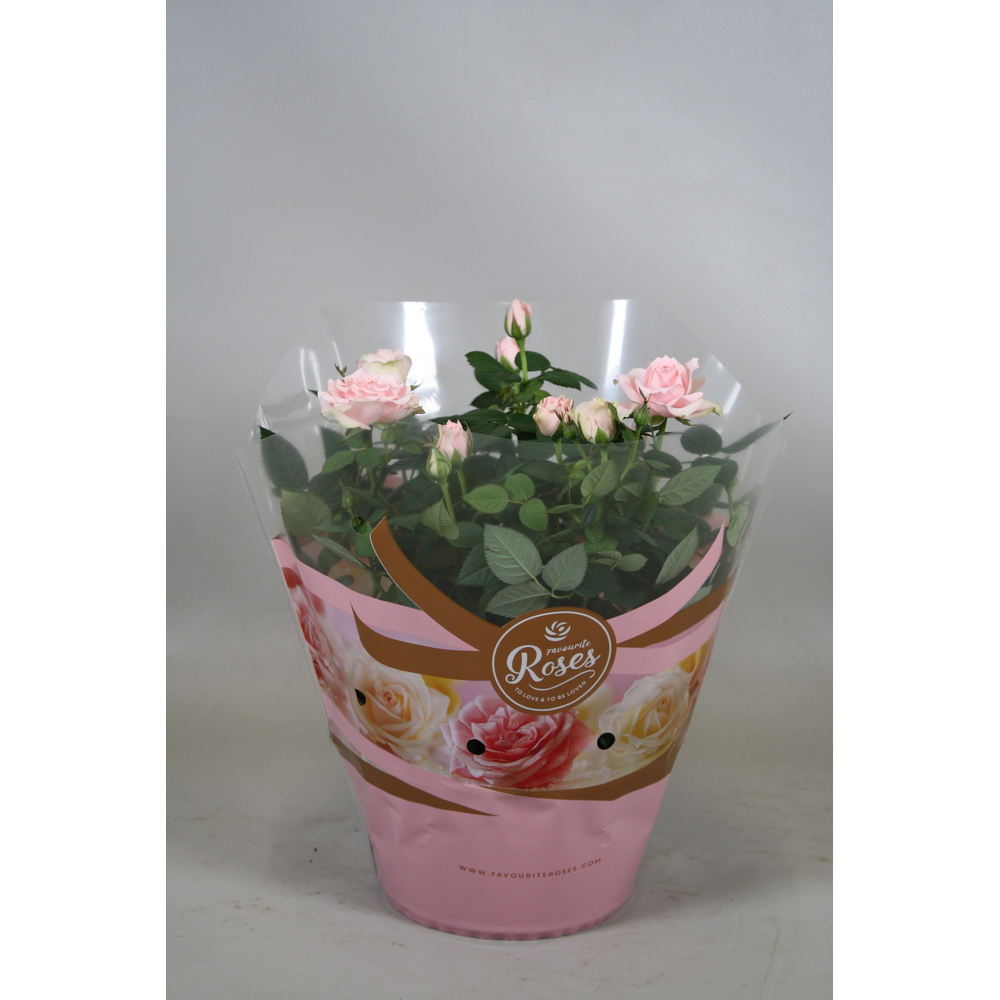 Rosa Favourite Roses light pink schaal +seizoensho.