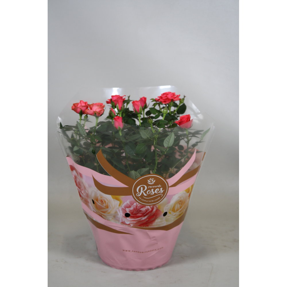 Rosa Favourite Roses pink schaal +seizoenshoes.