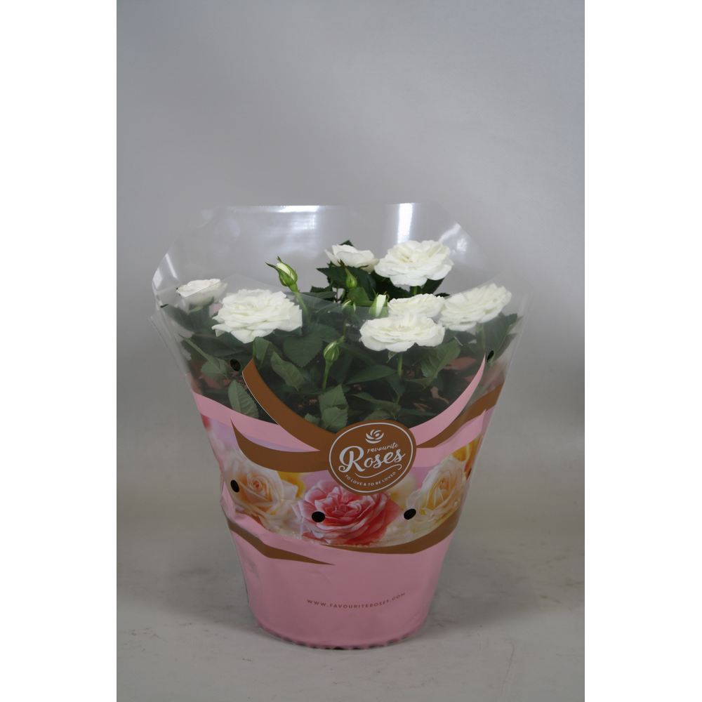 Rosa Favourite Roses white schaal +seizoenshoes.