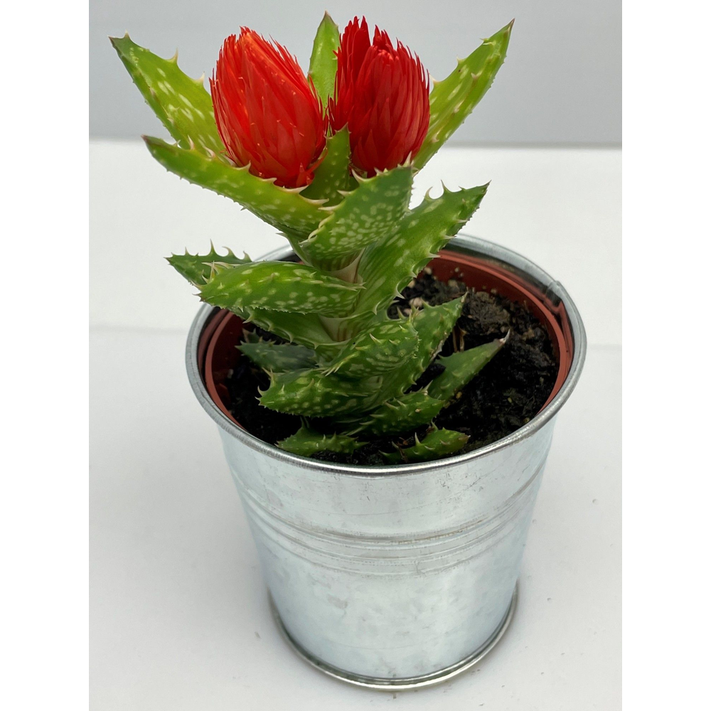 Art.254 Sier in zinkenpot aloe 6,5 cm.