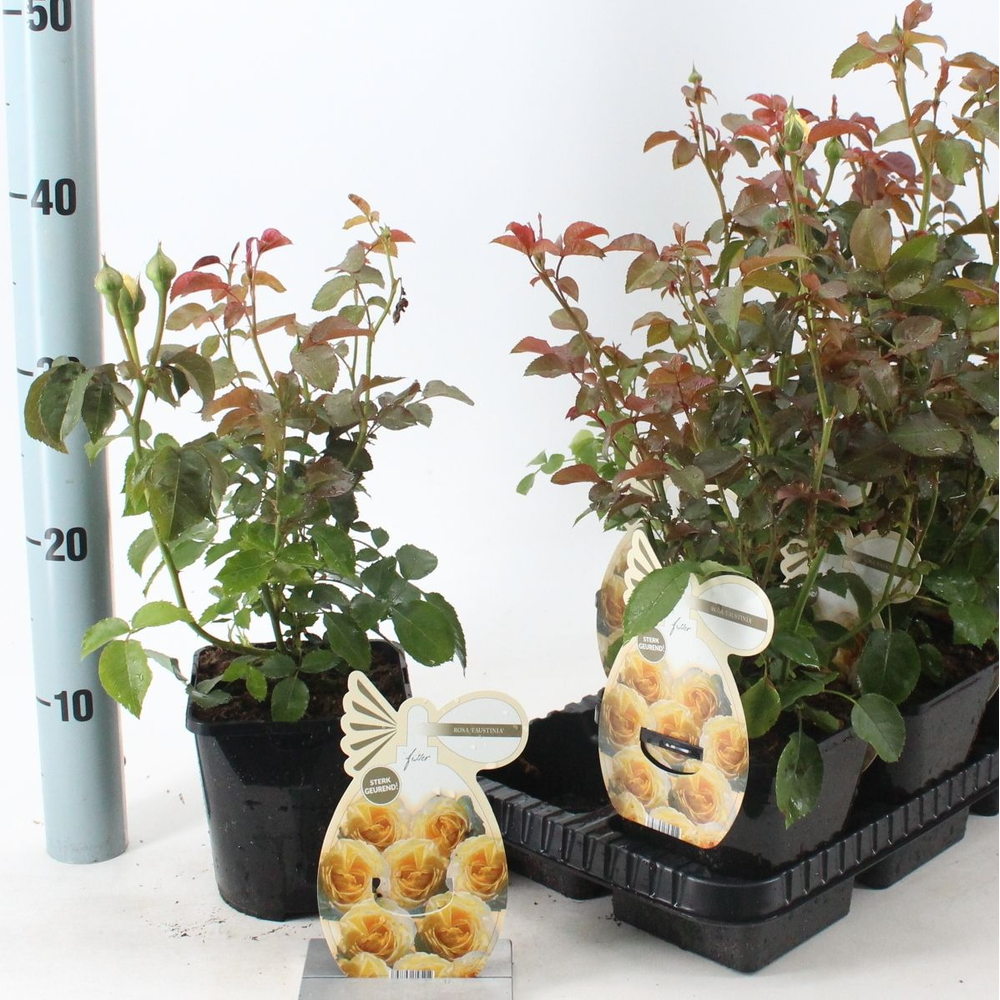 Rosa 'Faustinia' ®.