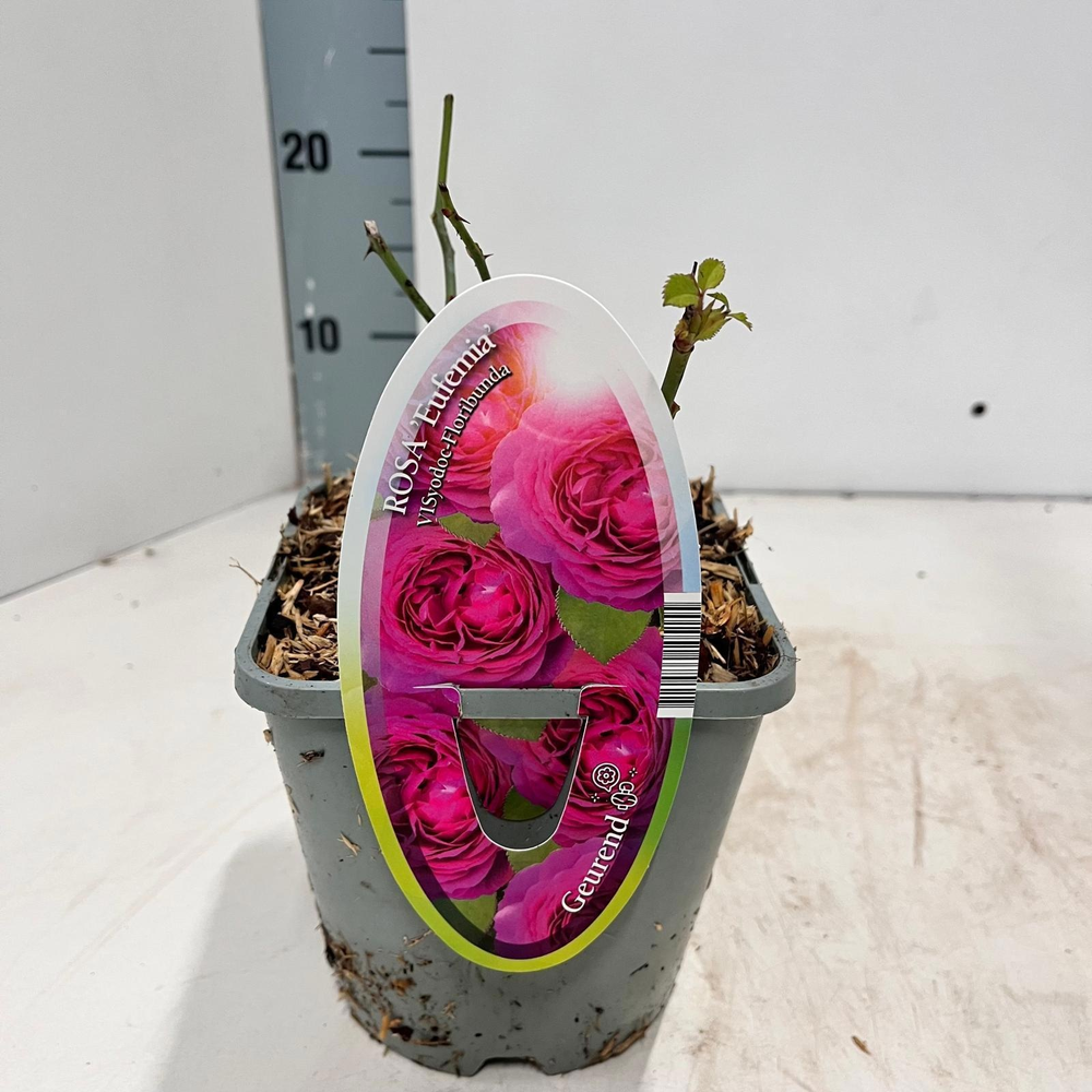 Rosa (PA) 'Eufemia' ®.
