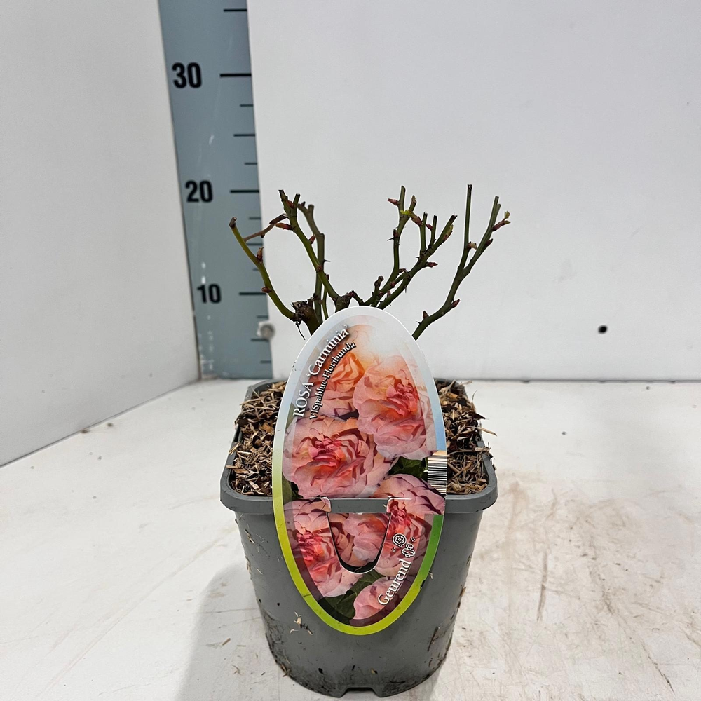 Rosa (PA) 'Carminia' ®.