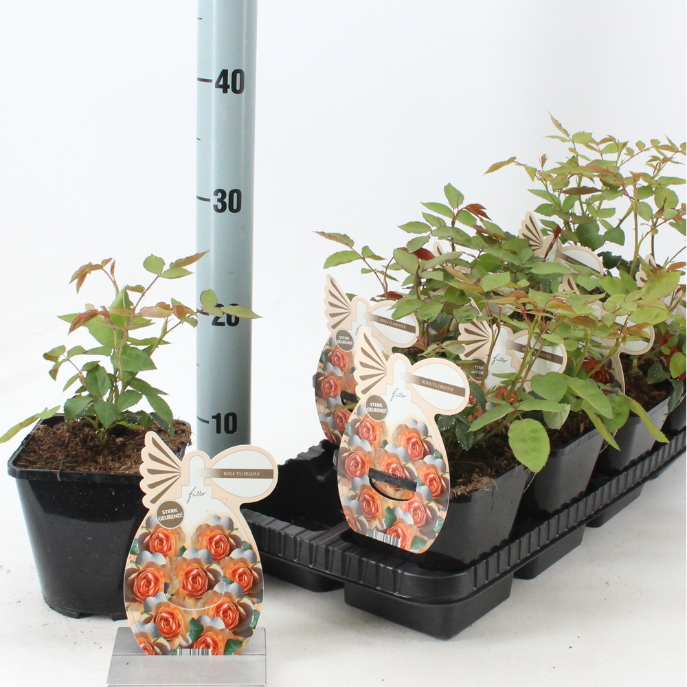 Rosa (PA) 'Floriana' ®.