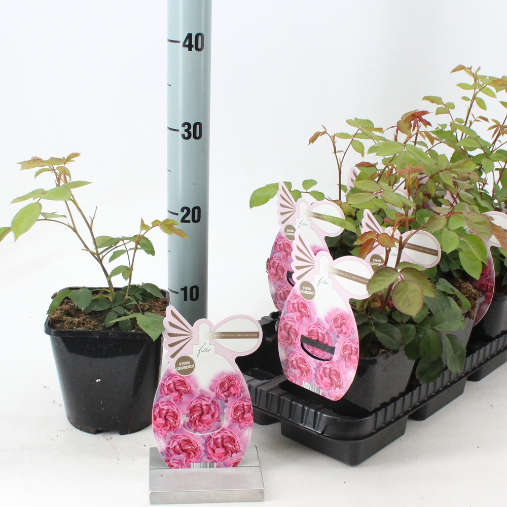 Rosa (PA) 'Princesse Claire of Belgium' ®.