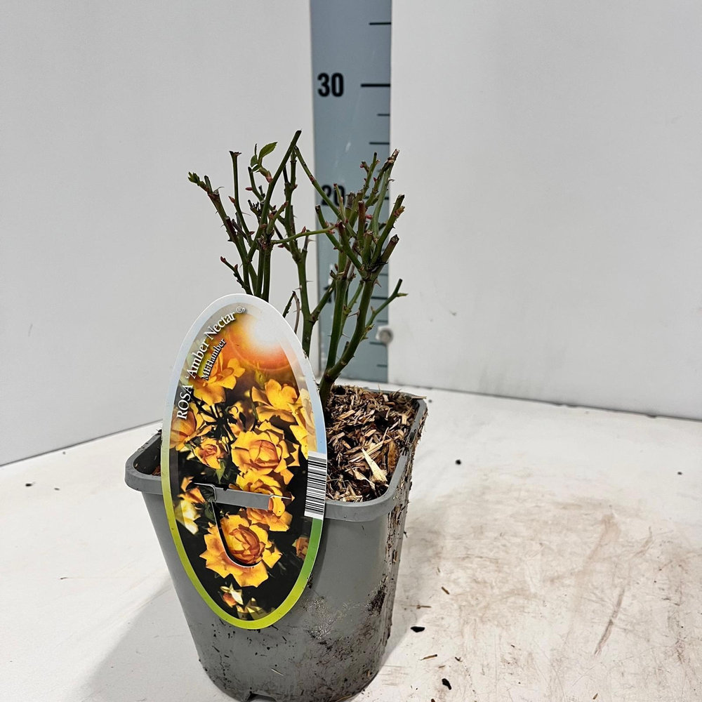 Rosa (PA) 'Amber Nectar' ®.