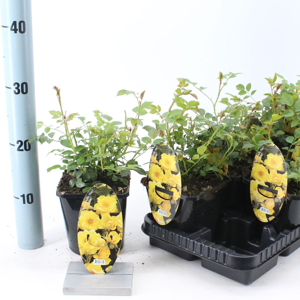 Rosa patio 'Dolly Dot' (Spelarosa Patio).