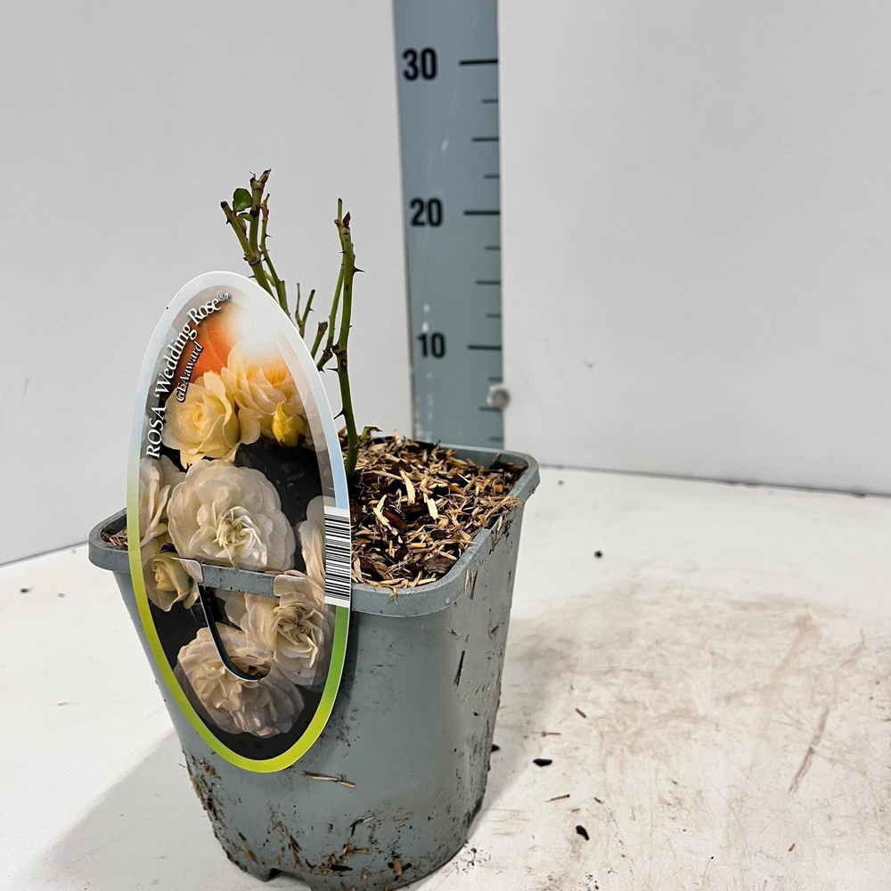 Rosa (PA) 'Wedding Rose' ®.