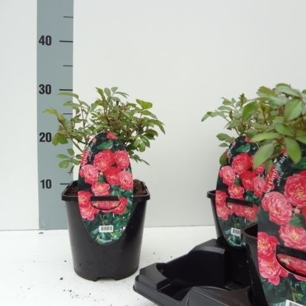 Rosa (PA) 'Lovely Fairy' ®.