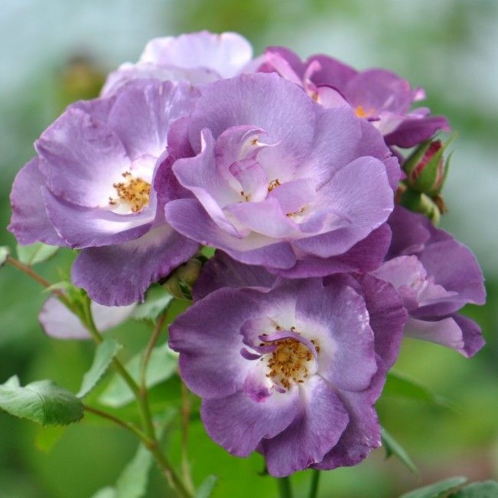 Rosa patio 'Bleu For You' (Spelarosa geurende Roze.