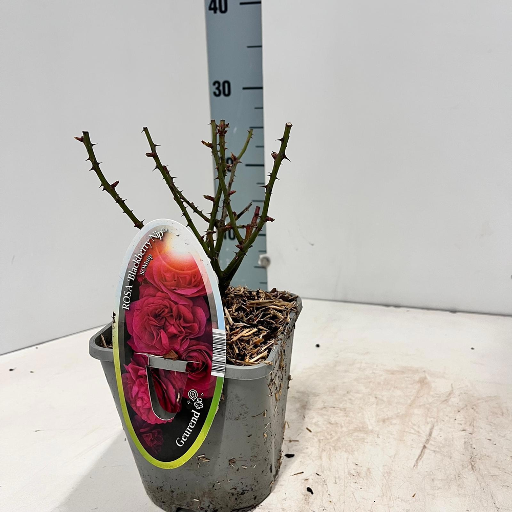 Rosa patio 'Blackbarry Nipp' (Spelarosa geurende r.