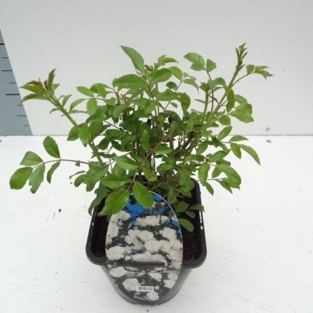 Rosa (PA) 'Crystal Fairy' ®.