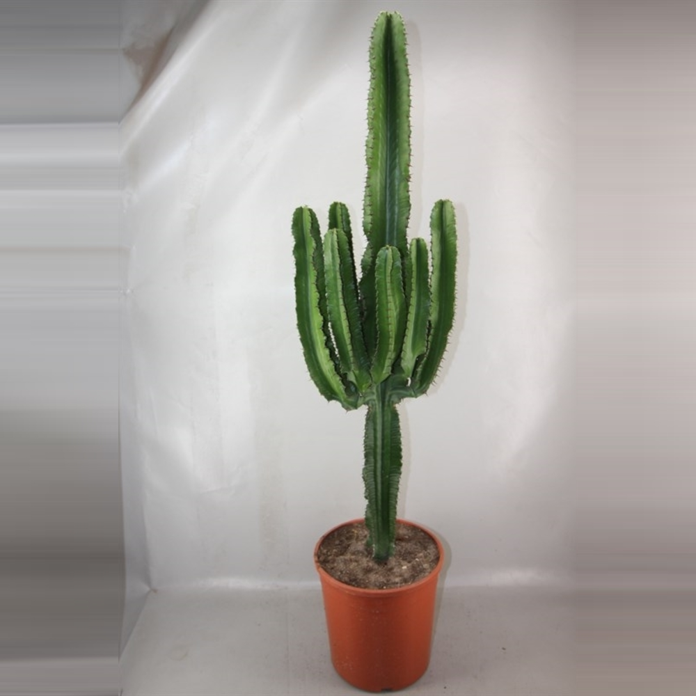 Euphorbia ingens 28 cm.