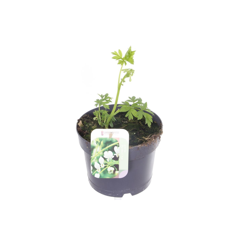 Dicentra spectabilis Alba.