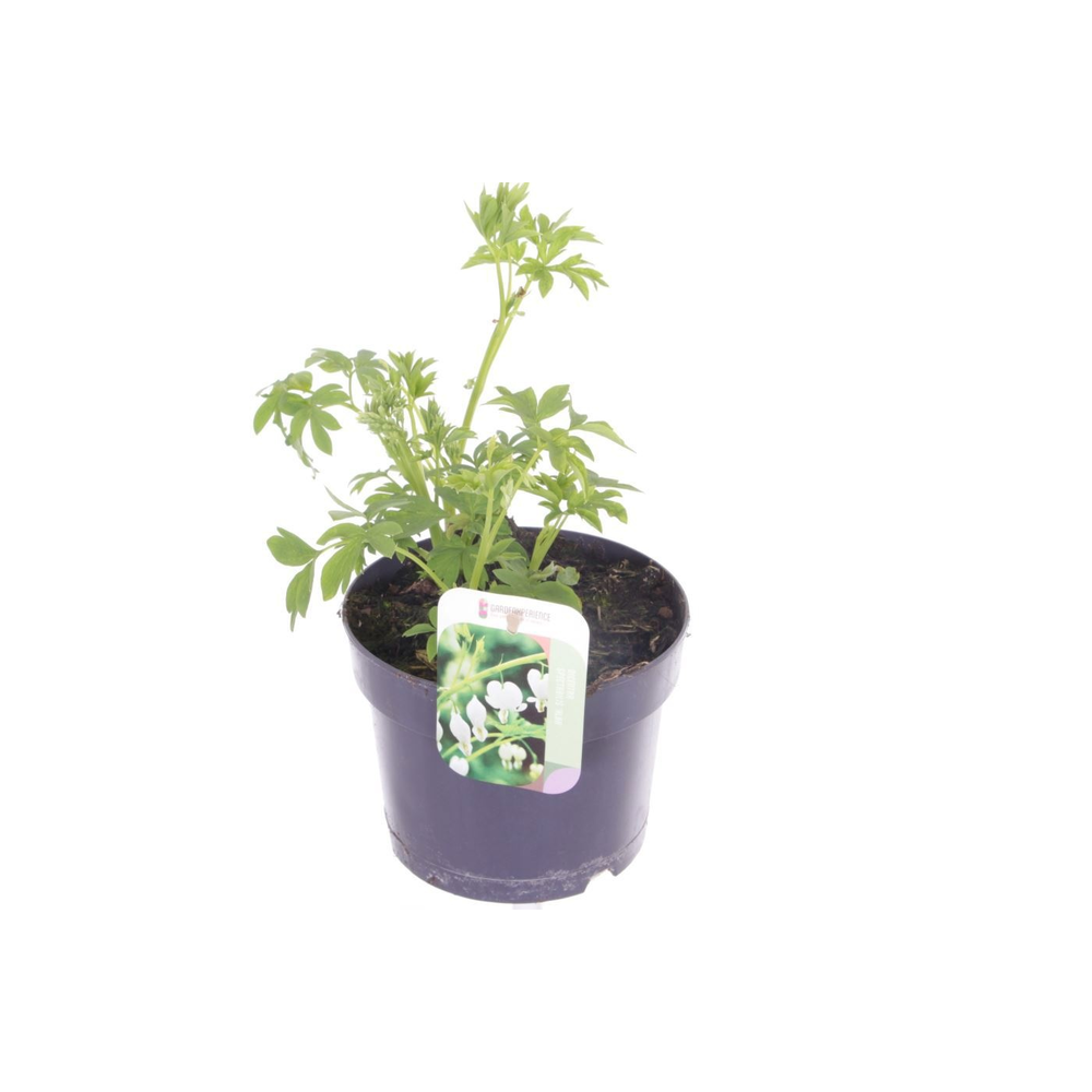 Dicentra spectabilis Alba.