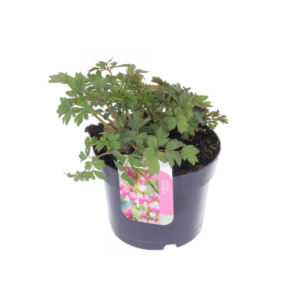 Dicentra spectabilis.