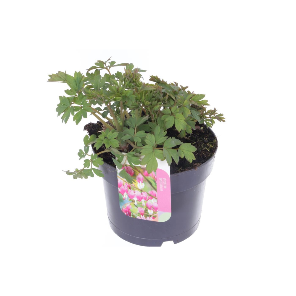 Dicentra spectabilis.