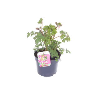 Dicentra spectabilis.