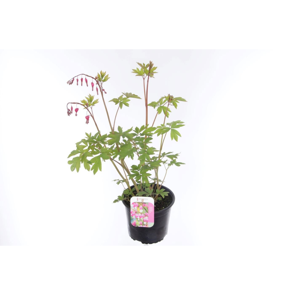 Dicentra spectabilis.