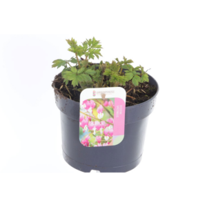 Dicentra spectabilis.