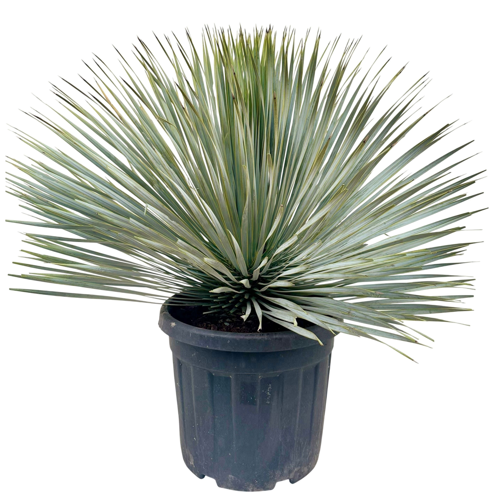 Yucca rostrata P40.