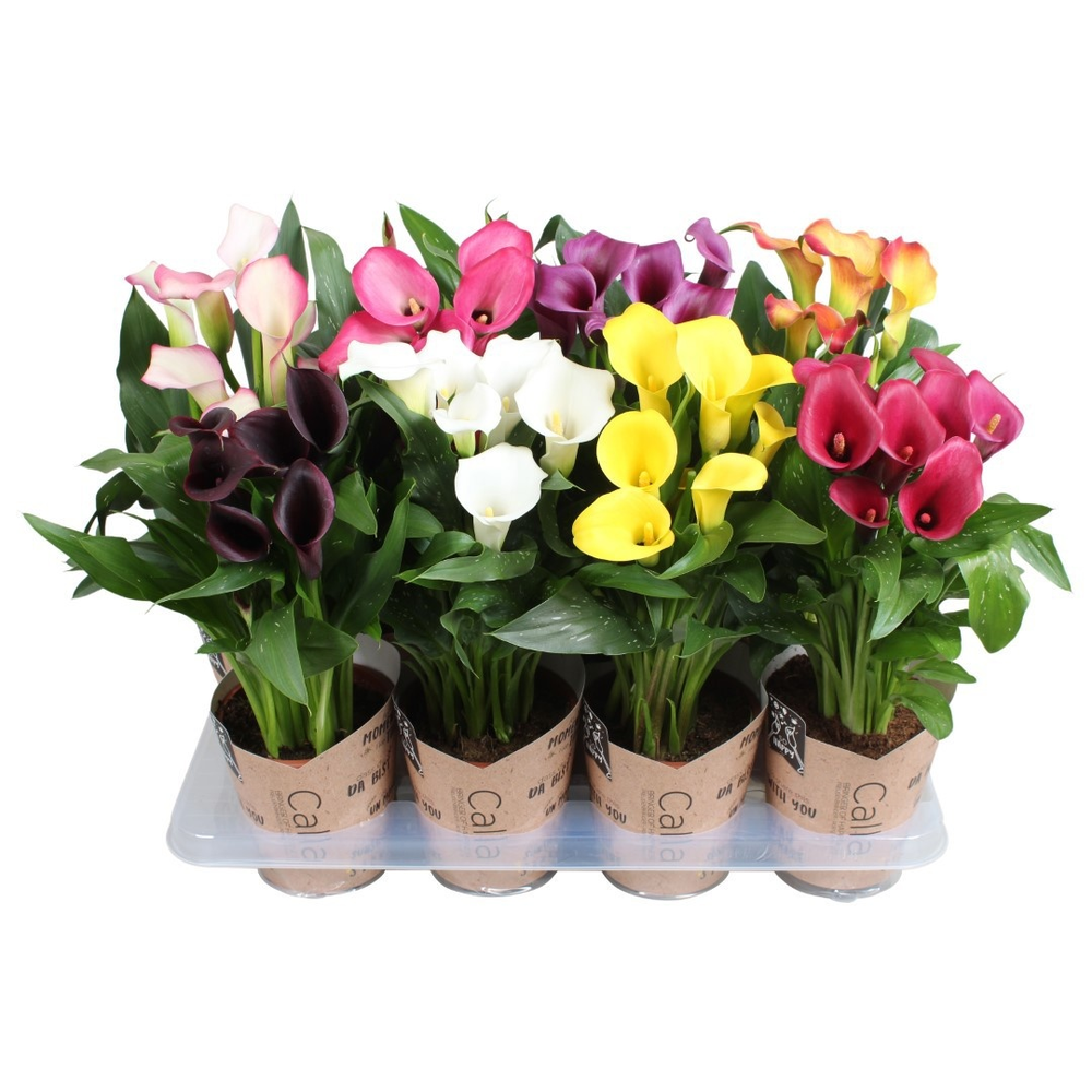 Zantedeschia gemengd SoHappyCalla mix met bruine g.