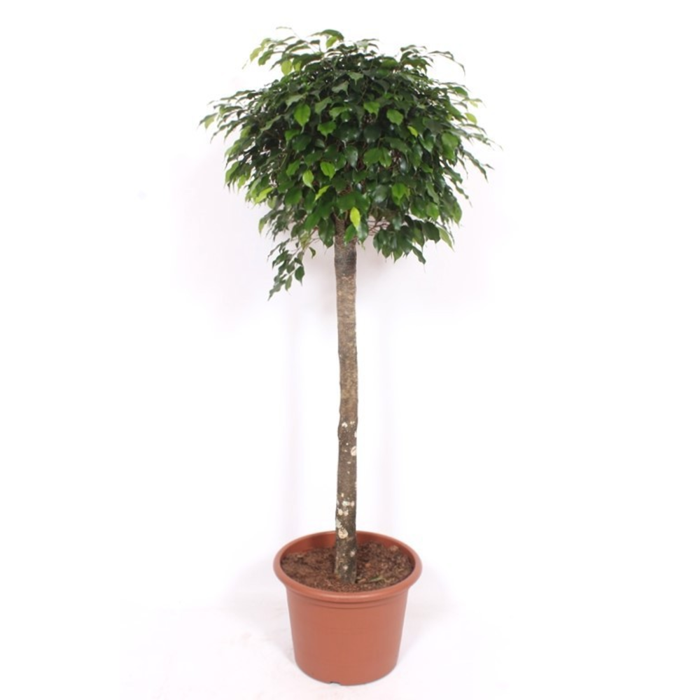 Ficus Danielle.