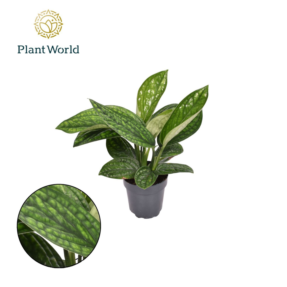 Epipremnum pinnatum 'Marble Planet'.