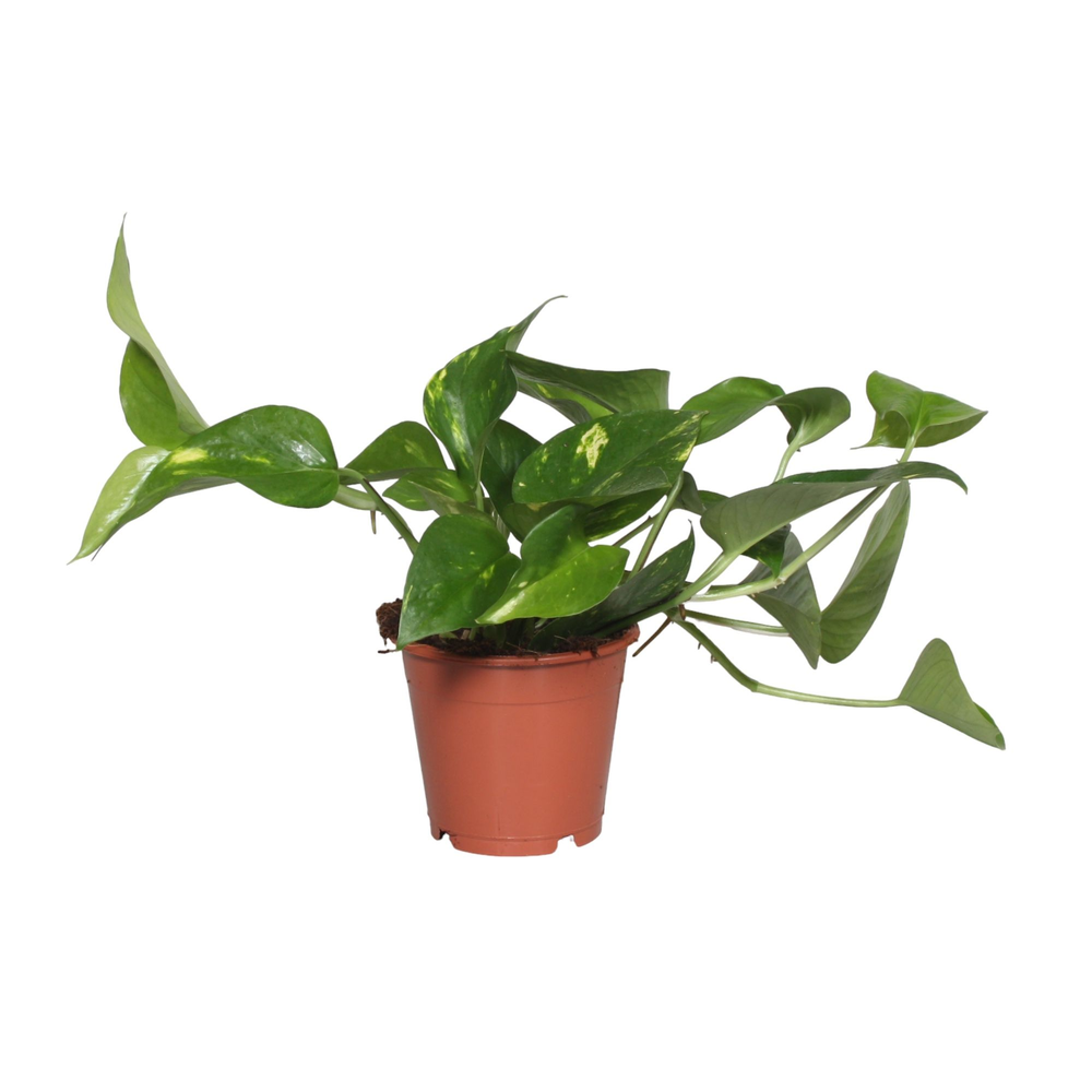 Scindapsus Epipremnum Aureum.