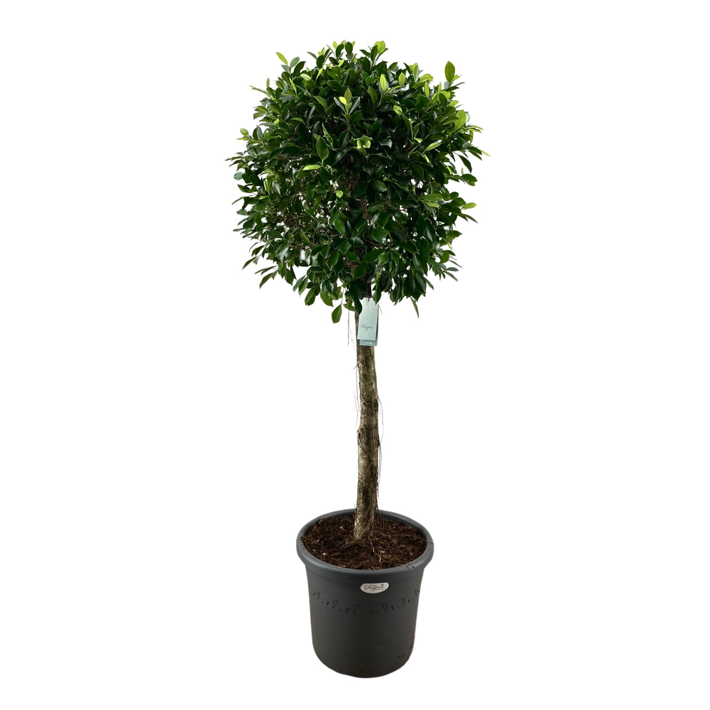 Ficus Nitida rechte stam p40.